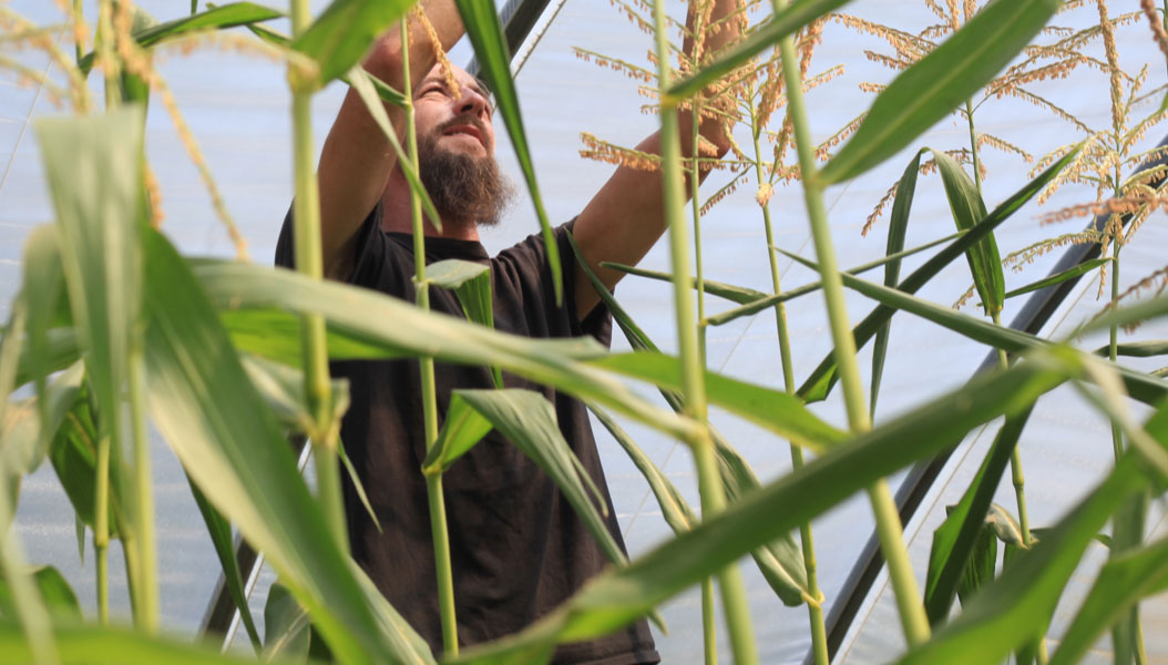Solawi-Landwirt im Gewächshaus